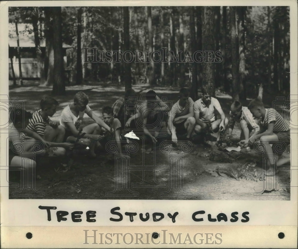 1947 Press Photo Alabama-Birmingham Boy Scouts in tree study class. - abna06799- Historic Images