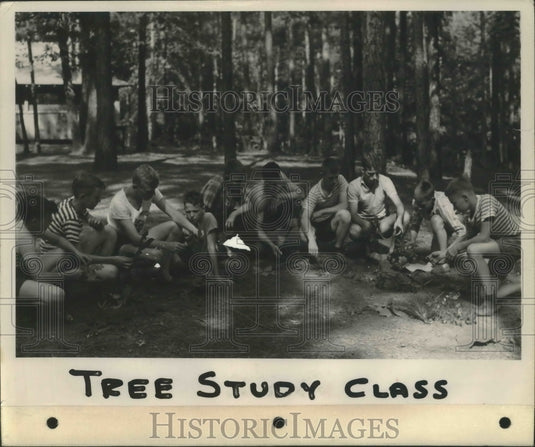 1947 Press Photo Alabama-Birmingham Boy Scouts in tree study class. - abna06799- Historic Images