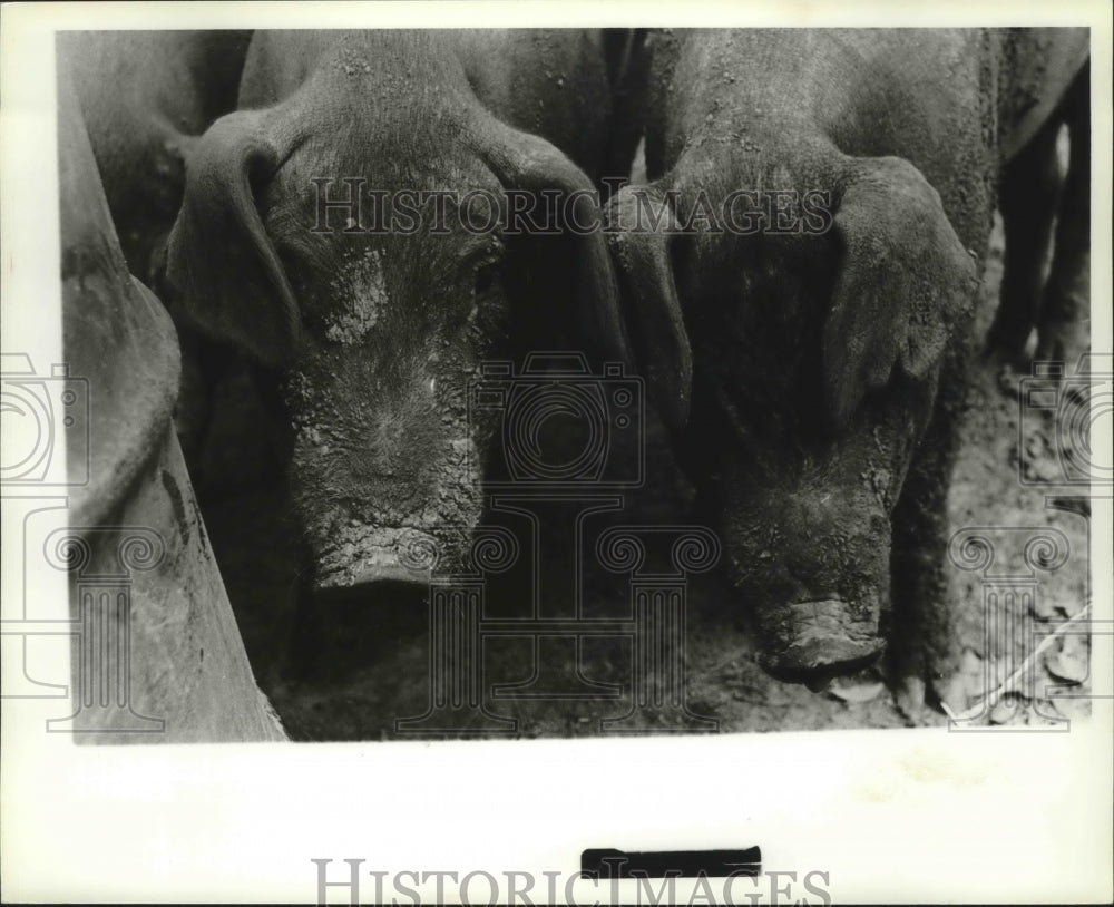 Press Photo Alabama State Fair in Birmingham displays their pigs. - abna07604