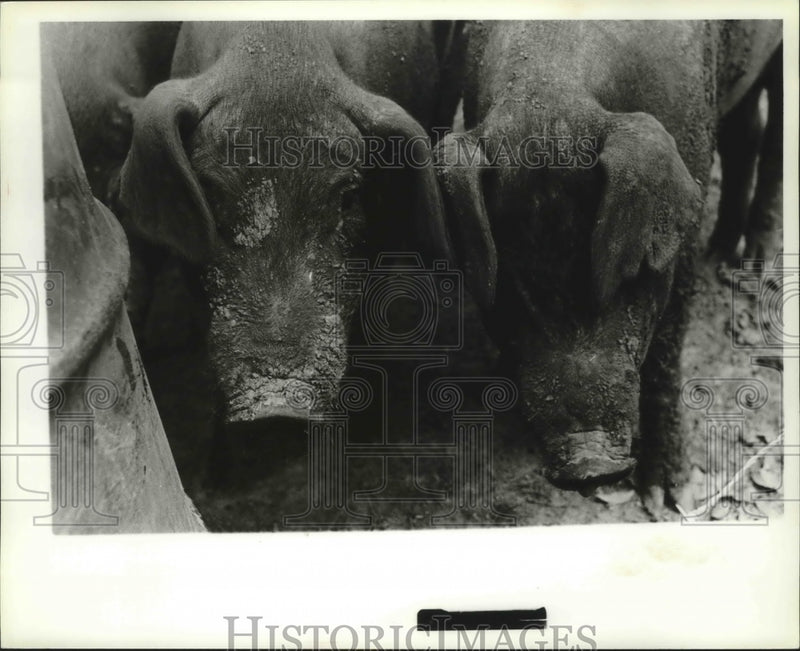 Load image into Gallery viewer, Press Photo Alabama State Fair in Birmingham displays their pigs. - abna07604
