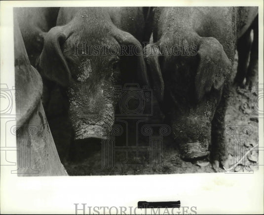 Press Photo Alabama State Fair in Birmingham displays their pigs. - abna07604