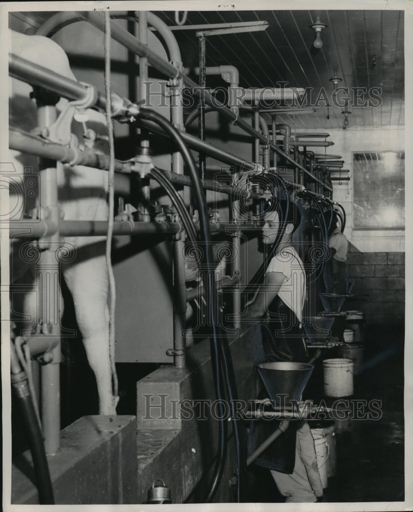 1953 Press Photo Milking Machines at Dairyland Farms, Lee County, Alabama - Historic Images