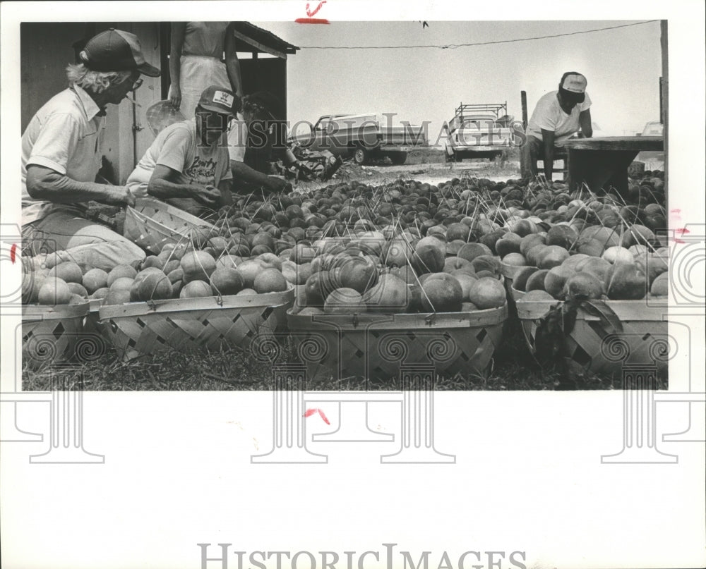 1988 Press Photo Workers preparing peaches crop for shipment.- Historic Images