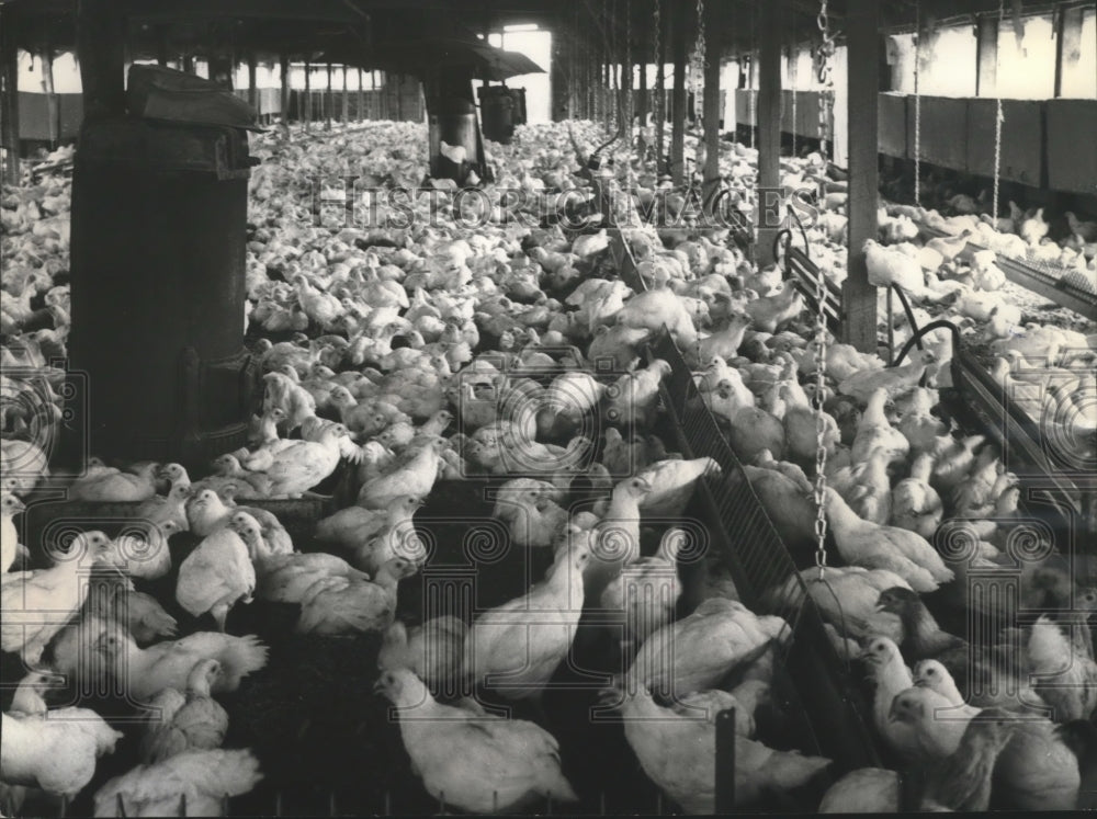 1965 Press Photo Chickens on Farm in Alabama, Fowl, Poultry- Historic Images