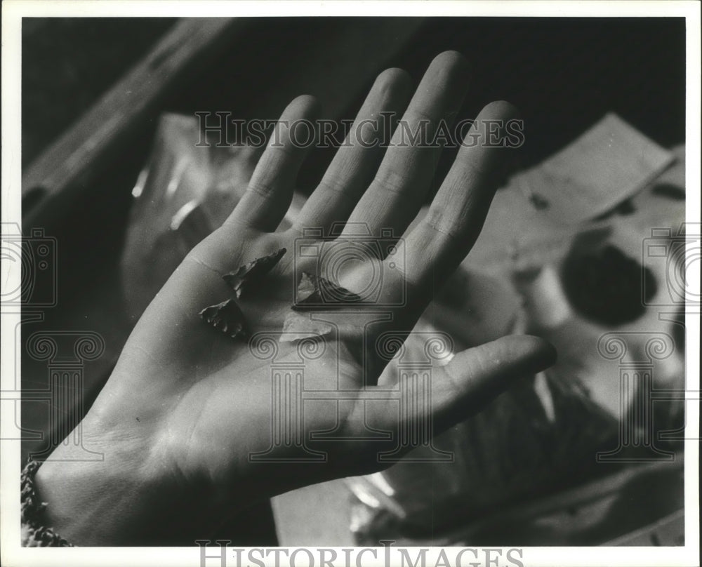 1979 Press Photo Archaeologist Holds Small Native American Arrowheads - Historic Images