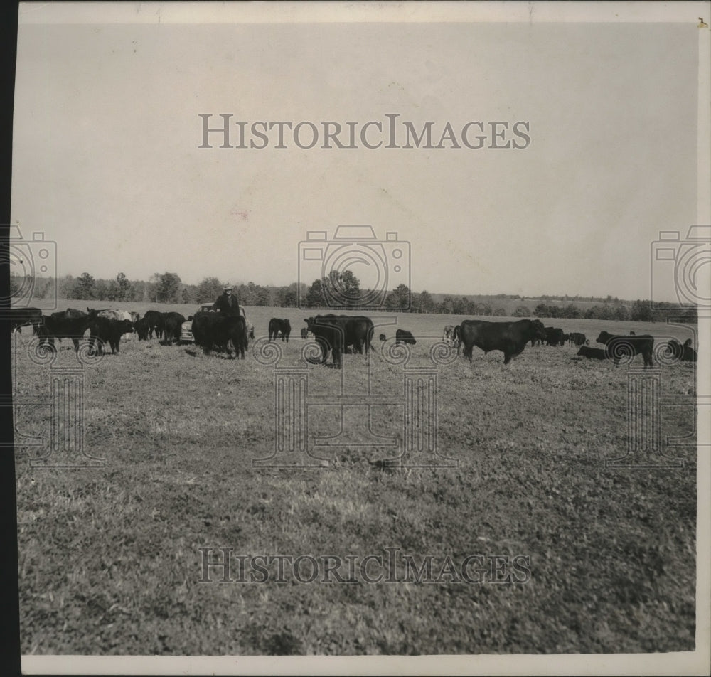 1953 Press Photo Cattle Big Industry in Alabama- Historic Images