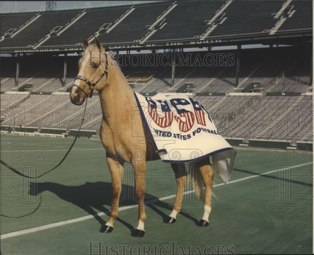 1983 Press Photo Birmingham Stallions&#39; Football Mascot, Stallion &quot;Field General&quot; - Historic Images