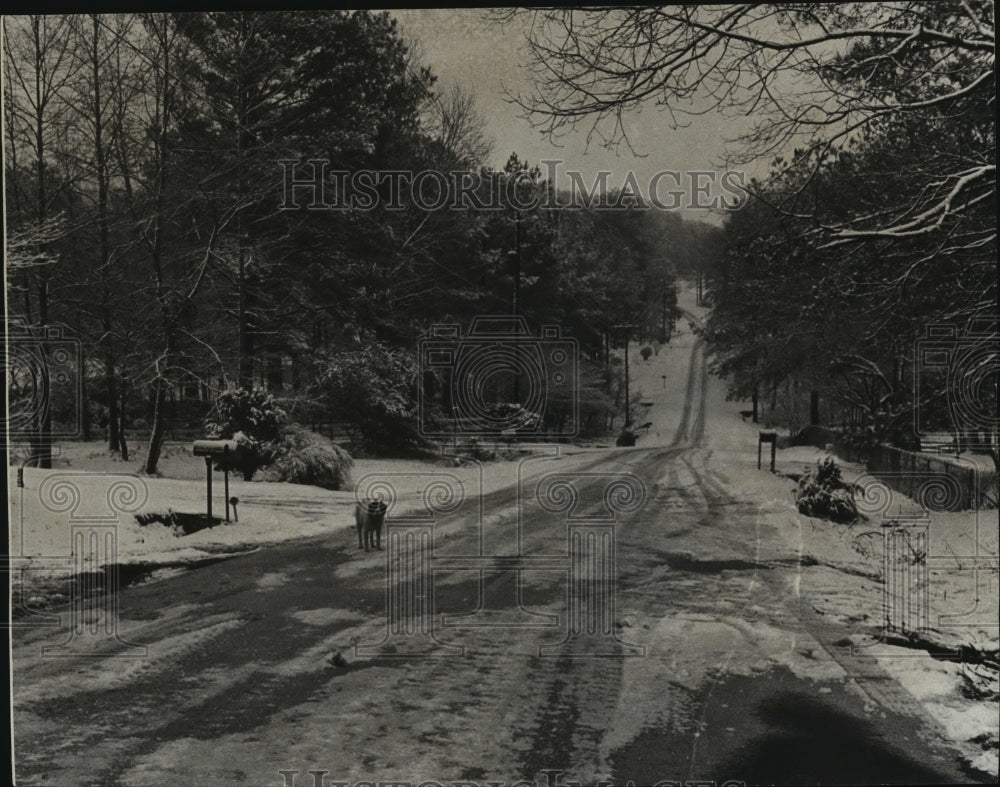 1978 Press Photo Dog in the Snow in Forestdale, Alabma- Historic Images