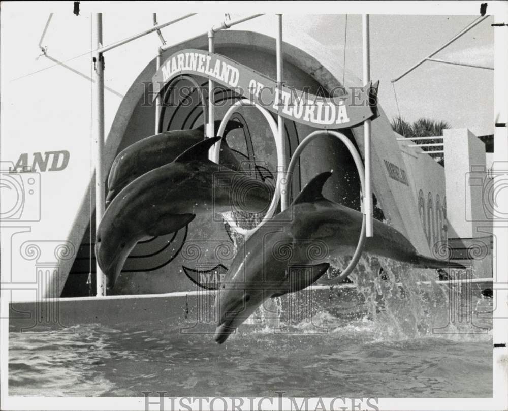 1984 Press Photo Porpoises Perform Tricks at Marineland of Florida - afa12779 - Historic Images