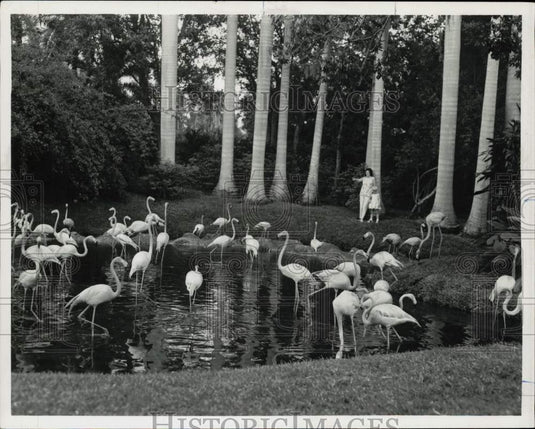 1969 Press Photo Flamingoes in Jungle Gardens, Sarasota, FL. - afa13223 - Historic Images