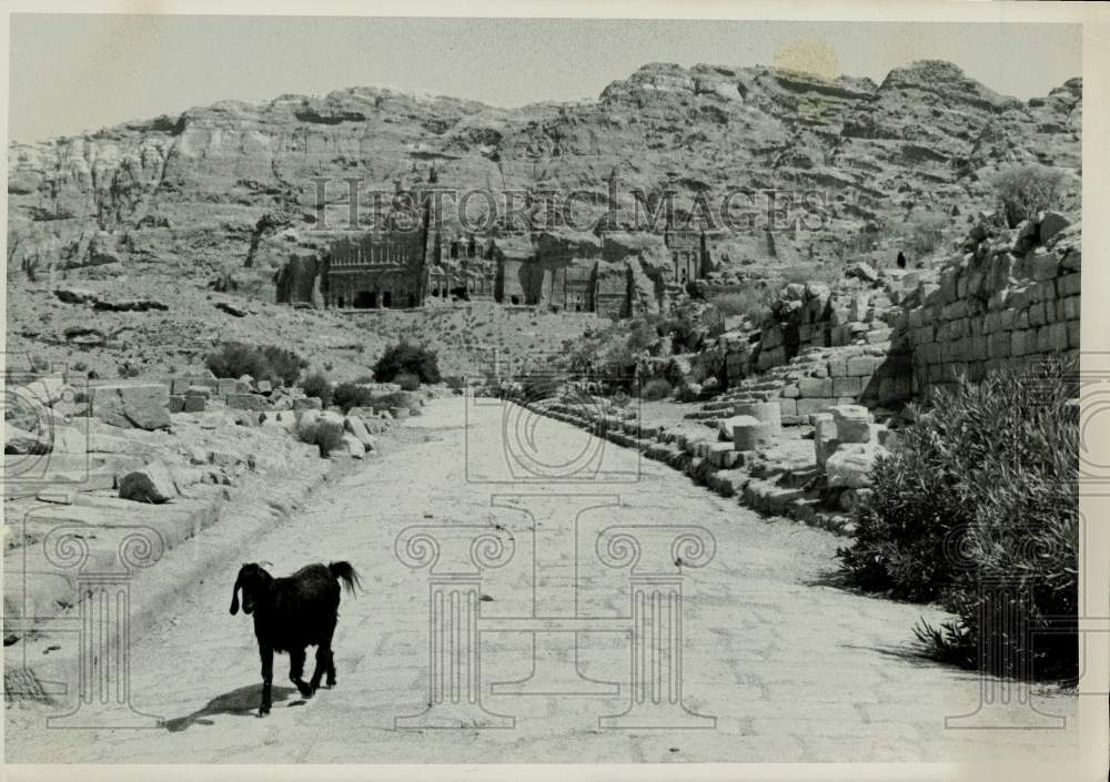 1975 Press Photo Goat Walks Down Road at Ancient City of Petra, Jordan - Historic Images