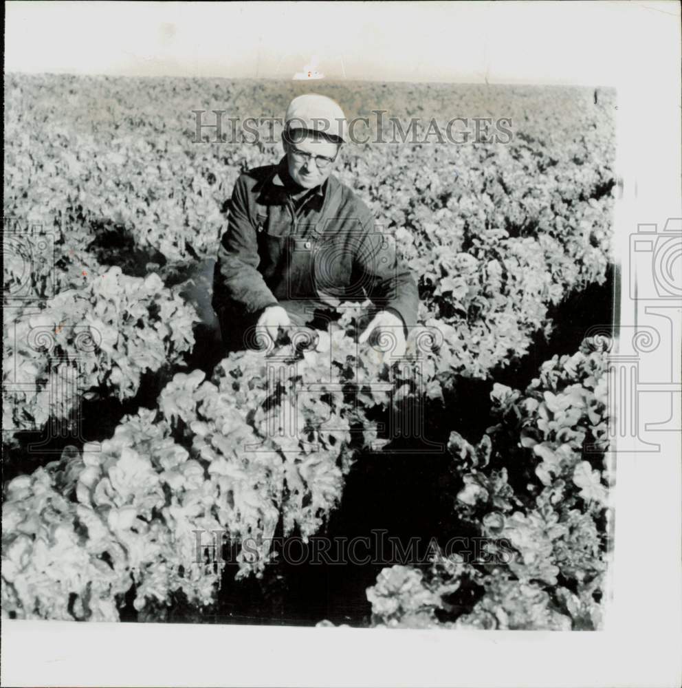 1956 Press Photo Albert Blauwkamp checking his celery crop after a frost - Historic Images