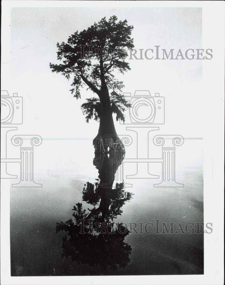 1969 Press Photo Lone cypress tree in a swamp - afa31263 - Historic Images