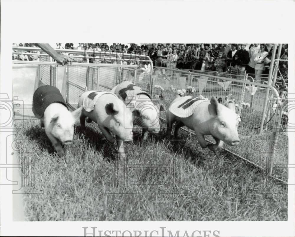 1992 Press Photo Racing Pigs at Livonia Free Fair - afa39480 - Historic Images