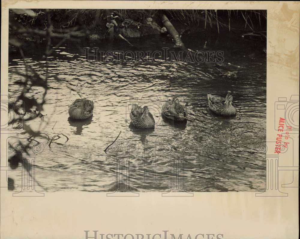 1988 Press Photo Four Mallard Ducks in Sanctuary on Chester Creek - afa42188 - Historic Images