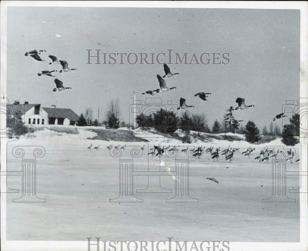 1960 Press Photo Canada Geese in Flight at Seney National Wildlife Refuge - Historic Images