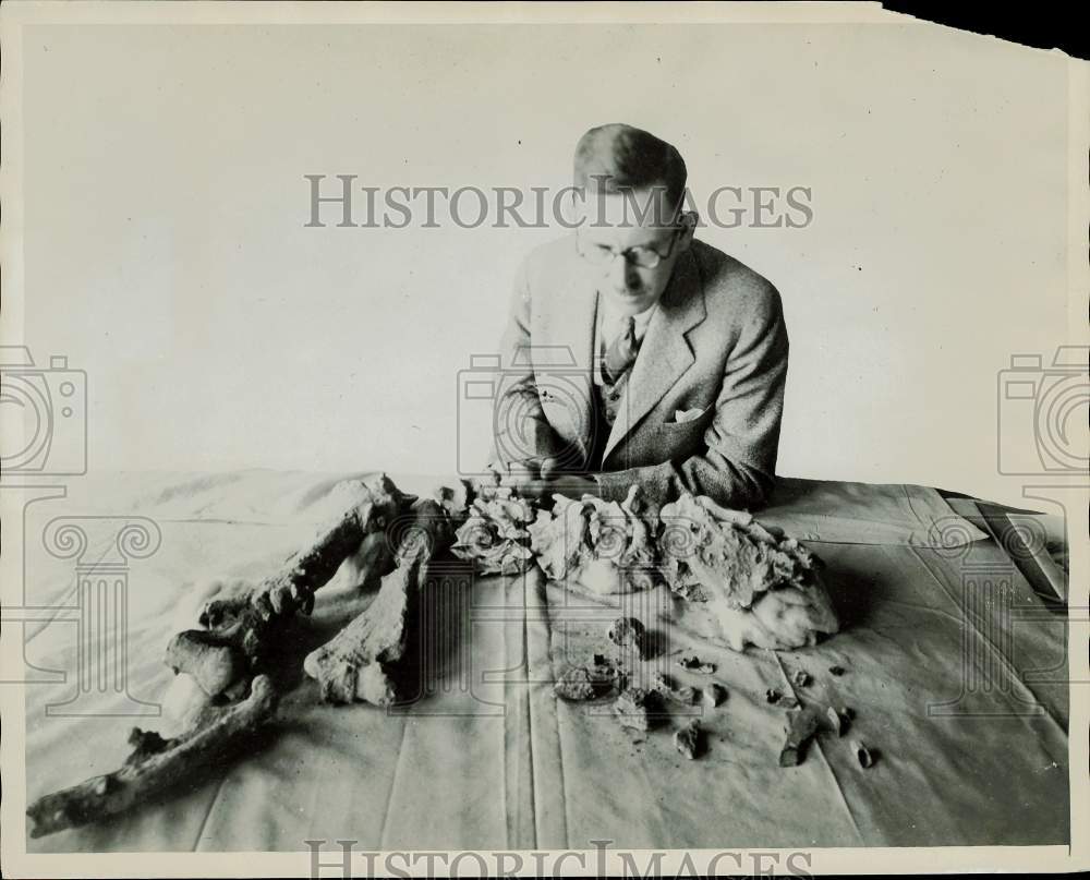 1929 Press Photo Dr. Chester Stock with the bones of a ground sloth - afx06292- Historic Images