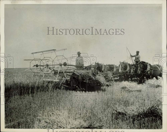 Press Photo Farmers Harvest Wheat, Buenos Aires Province - afx10062 - Historic Images