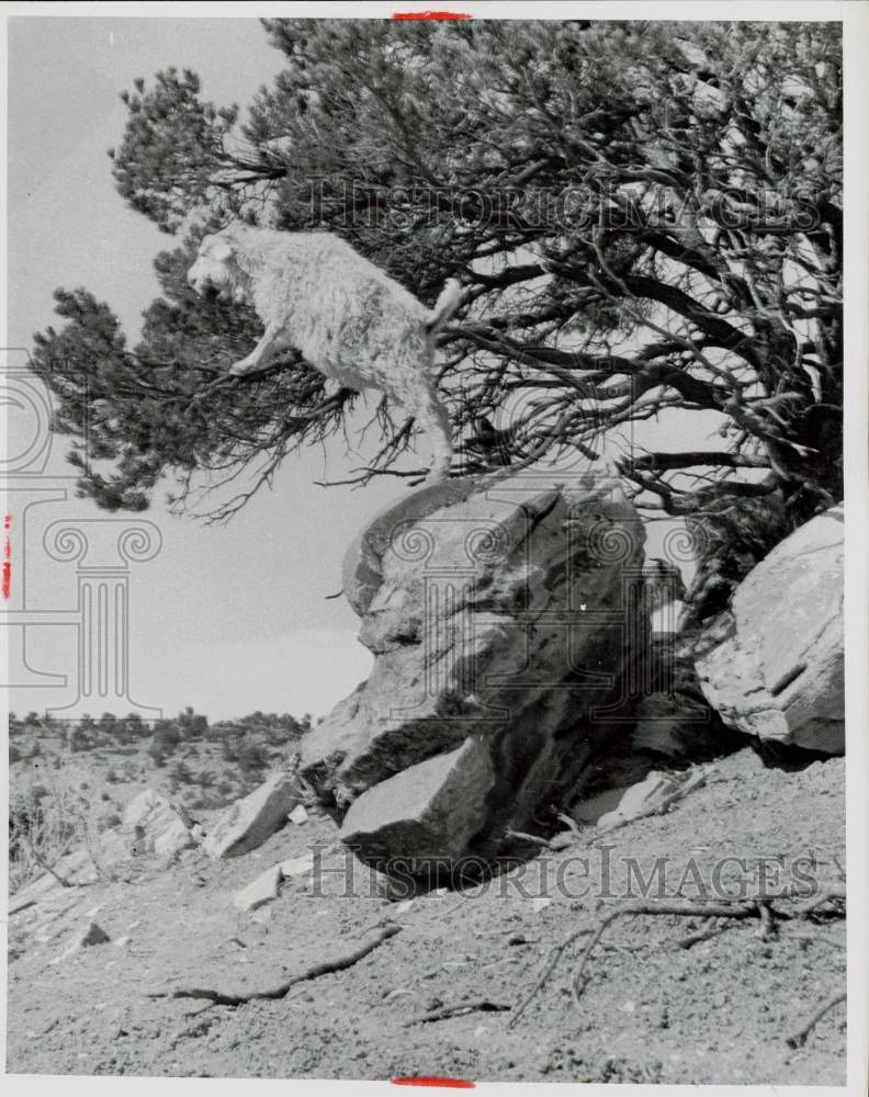 1952 Press Photo Goat Precariously Perched On Rock And Tree To Eat Pine Needles - Historic Images