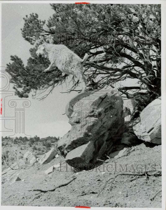 1952 Press Photo Goat Precariously Perched On Rock And Tree To Eat Pine Needles - Historic Images