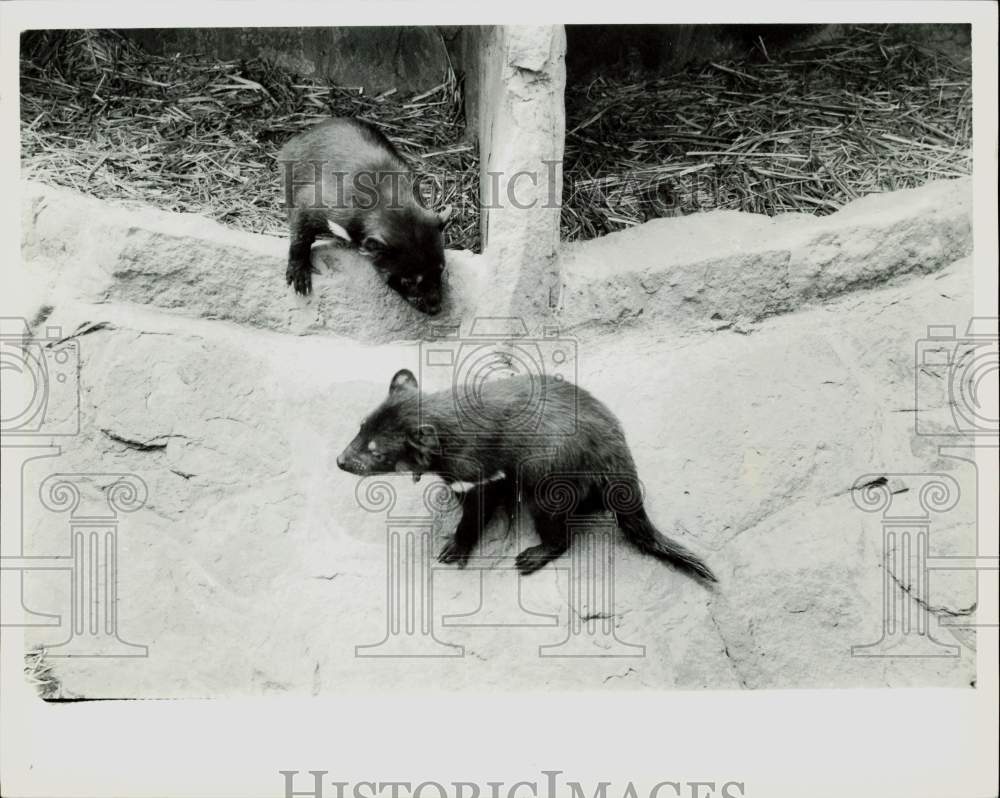 1986 Press Photo Young Tasmanian devils at the East Coast Bird and Wildlife Park - Historic Images