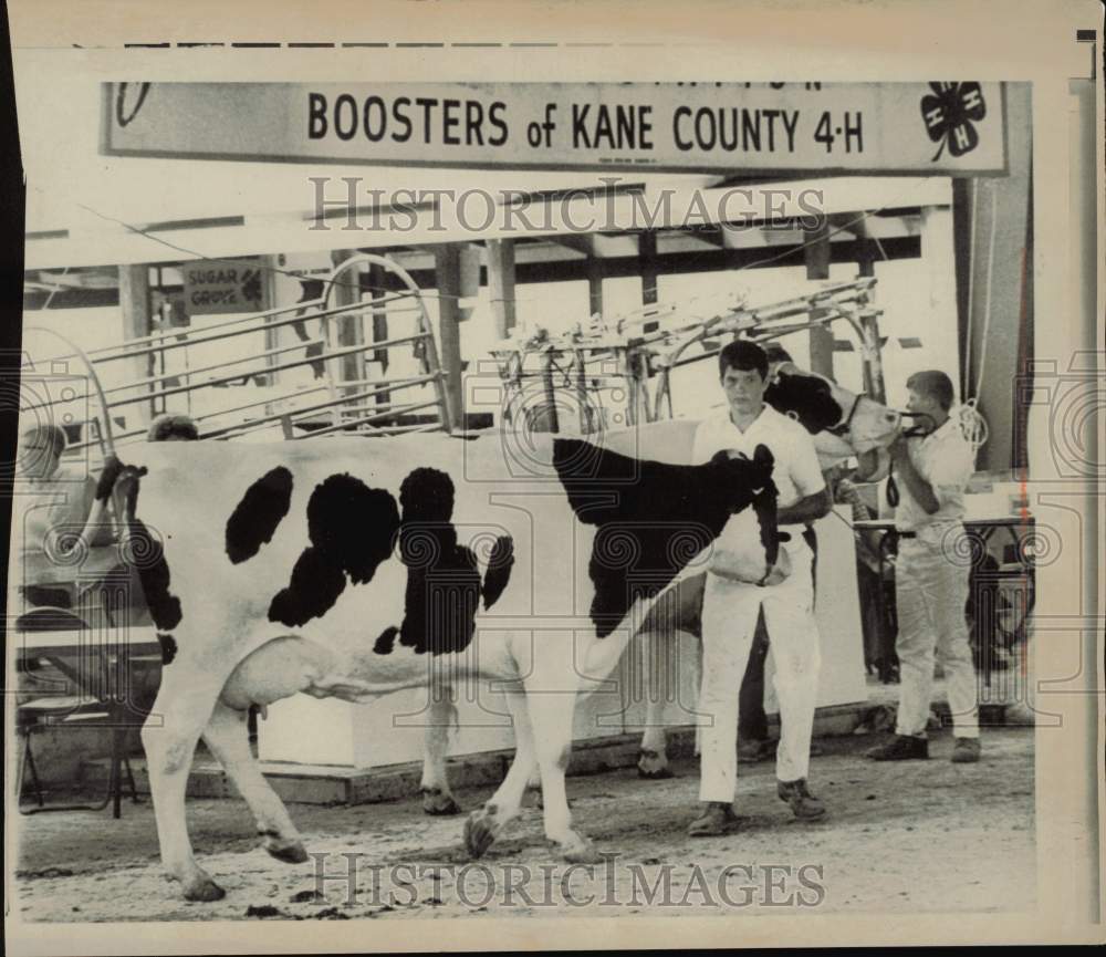 1970 Press Photo Student Paul Nepermann Learns Farming At Kane County 4H Fair - Historic Images