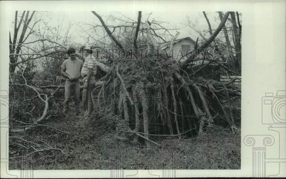 1979 Press Photo Two men inspect Pecan Orchards after Hurricane Frederic- Historic Images