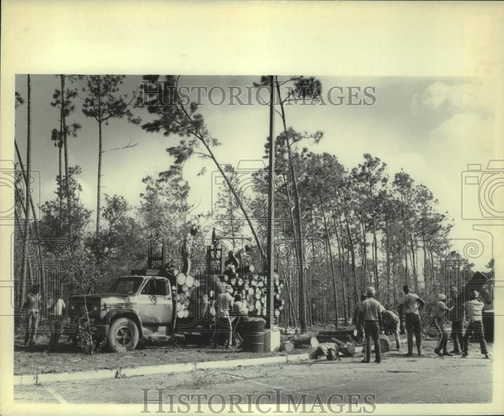 1985 Press Photo Trees cut down for lumber after Hurricane Elena- Historic Images