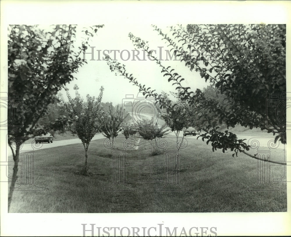 1991 Press Photo Tree-lined median along highway 98 in Alabama- Historic Images