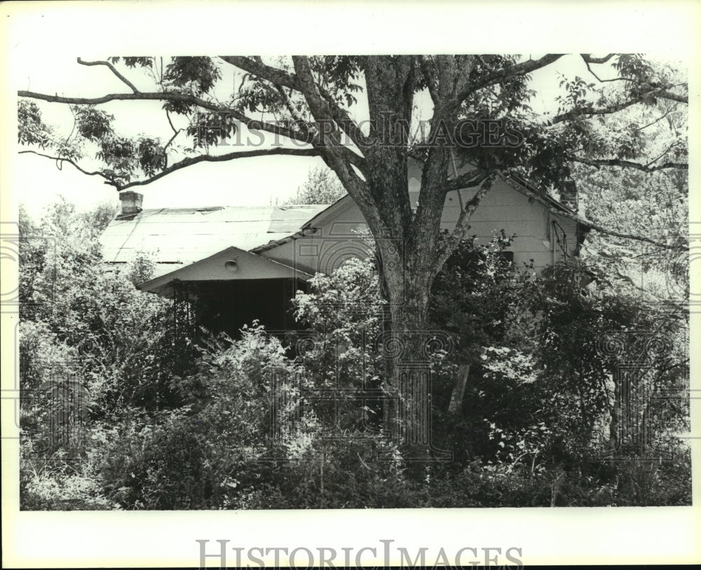 1988 Press Photo Tree by abandoned home in Barlow, Alabama - Historic Images