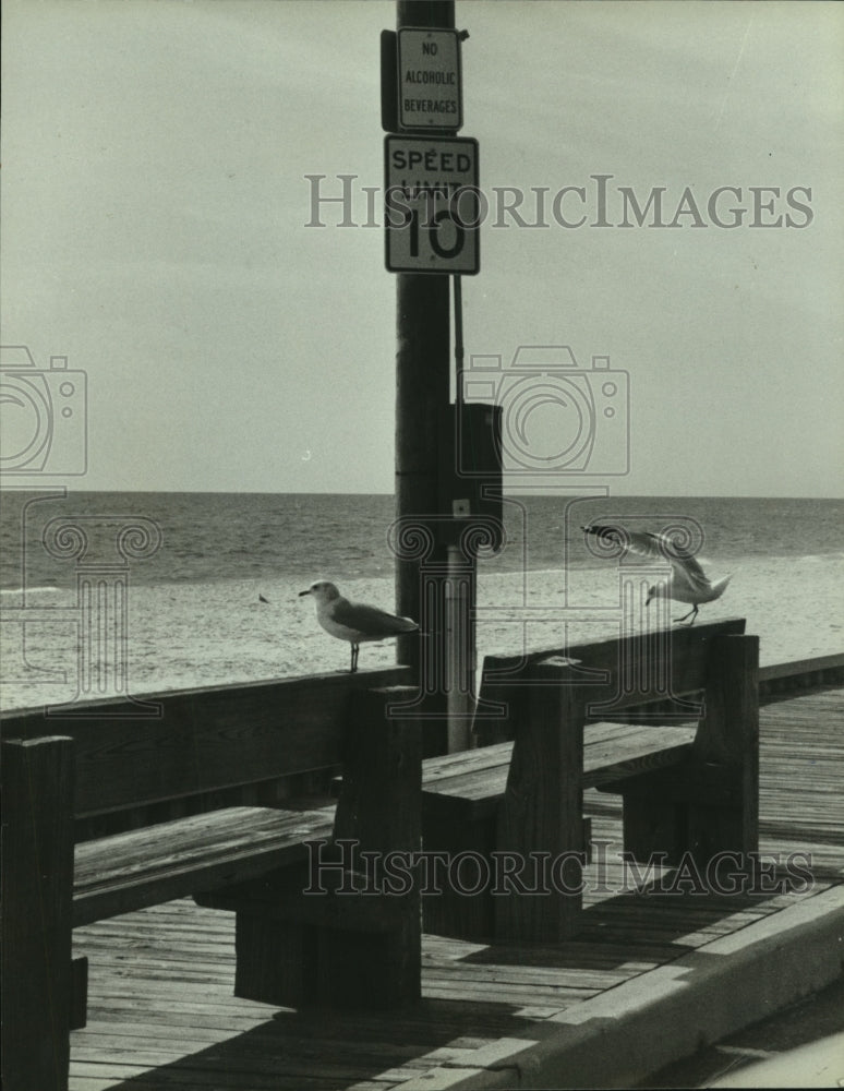 1991 Press Photo Birds along pier in Alabama - Historic Images