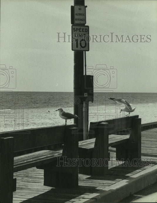 1991 Press Photo Birds along pier in Alabama - Historic Images
