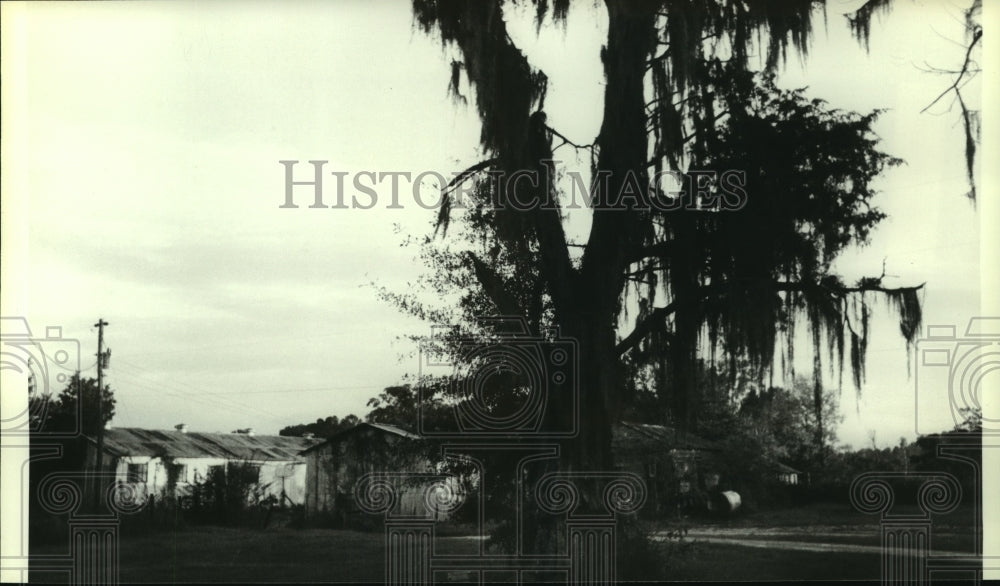 1984 Press Photo Woods Bluff in Clarke County, Alabama- Historic Images