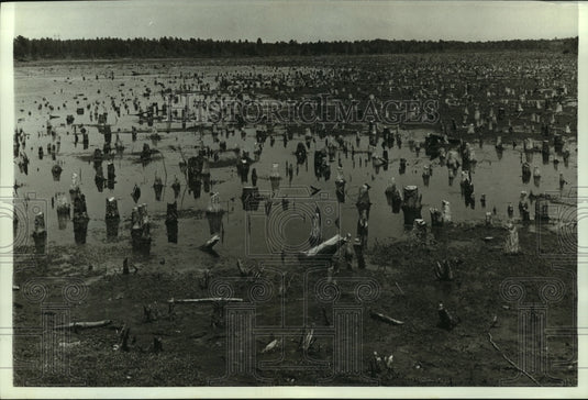 1968 Press Photo Tree stumps in low water at Big Creek Reservoir, Alabama- Historic Images