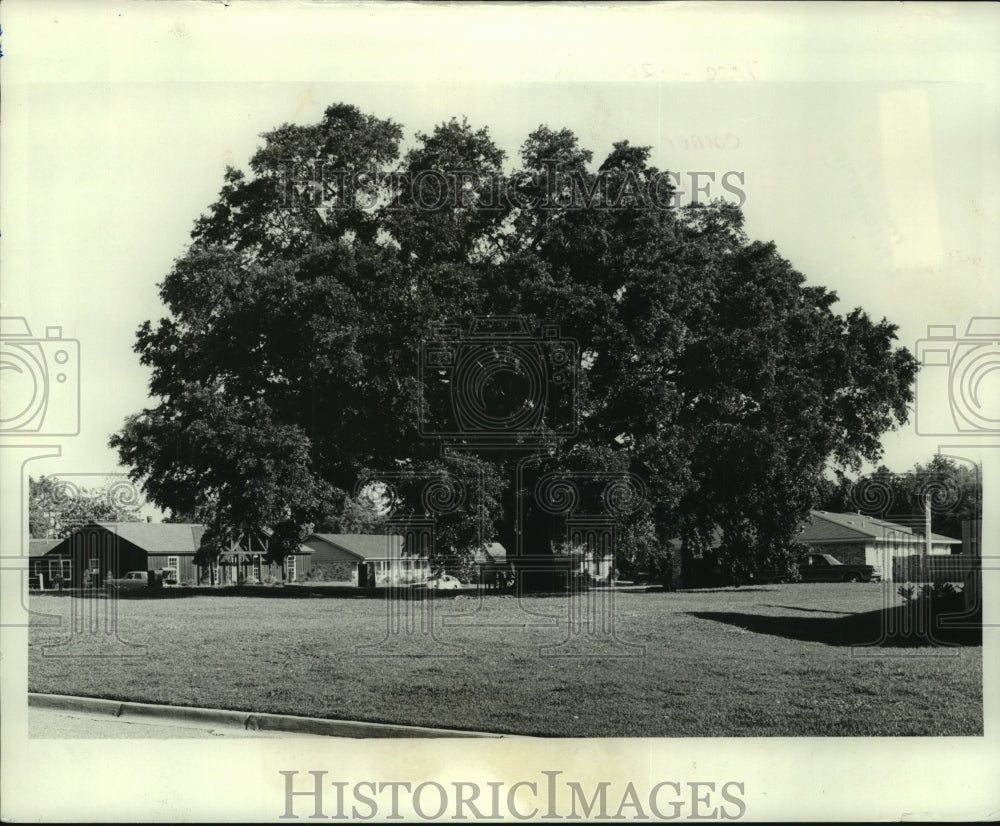 1978 Press Photo 200-year-old tree in Mobile, Alabama- Historic Images