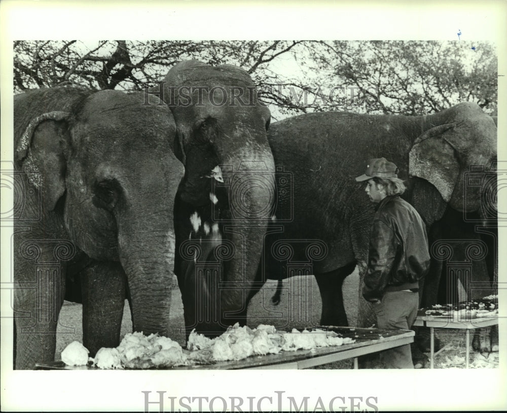 1990 Press Photo Circus Elephants Being Fed, Alabama - amra04729- Historic Images