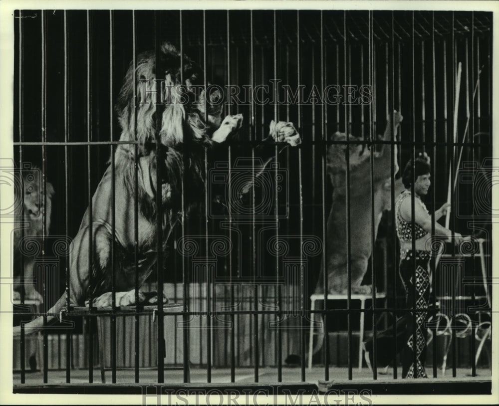 1985 Press Photo Tamer and Big Cats Performing at Circus, Alabama - amra04748- Historic Images