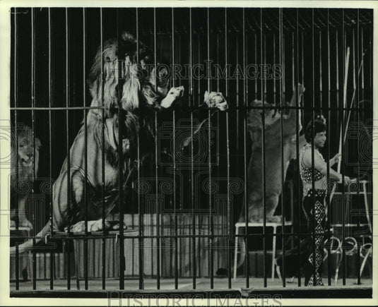 1985 Press Photo Tamer and Big Cats Performing at Circus, Alabama - amra04748- Historic Images