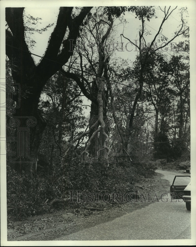 1979 Press Photo Tree Limbs Damaged by Hurricane Frederic in Alabama- Historic Images