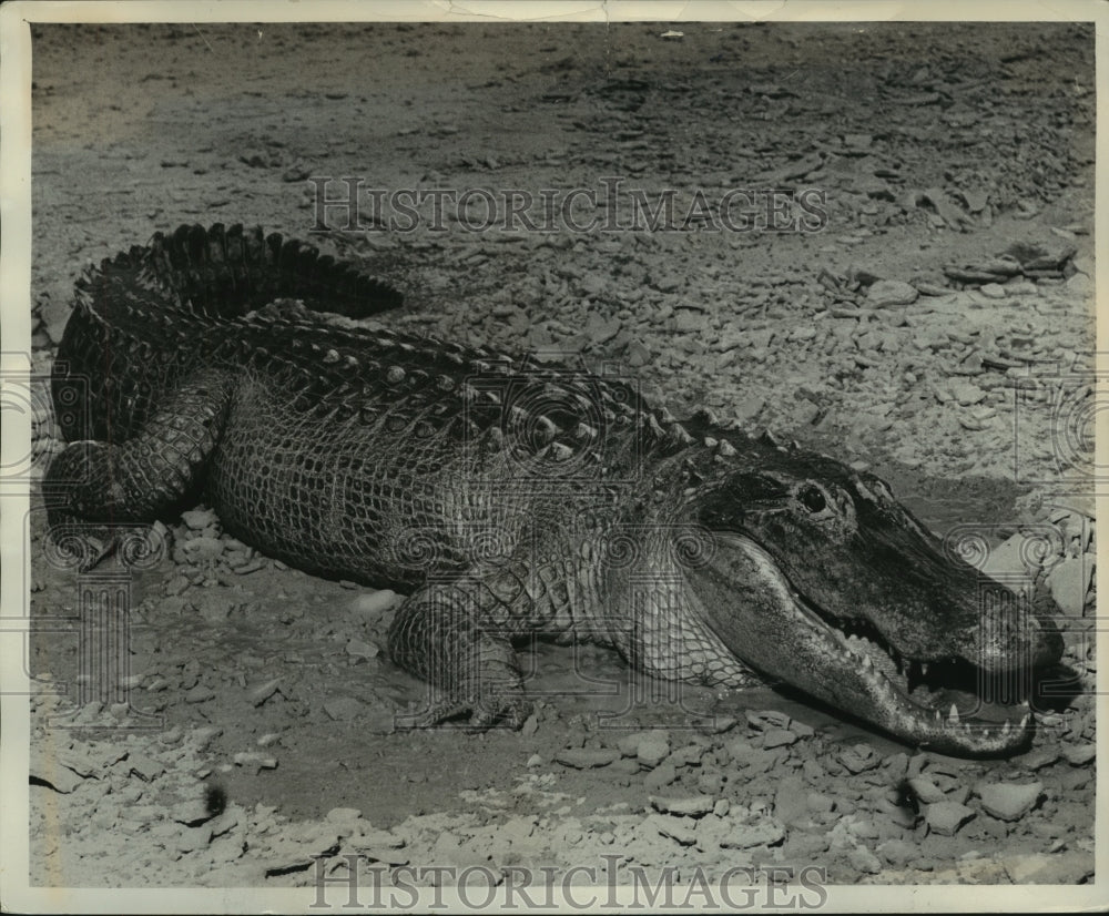 1982 Press Photo Alligator Ole Joe found in the Mobile River, Alabama- Historic Images