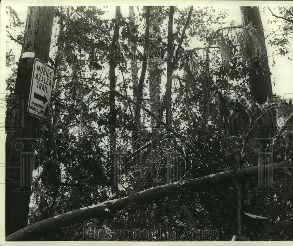 1979 Press Photo Hurricane Frederic damage at Mobile Azalea Trail, Alabama- Historic Images