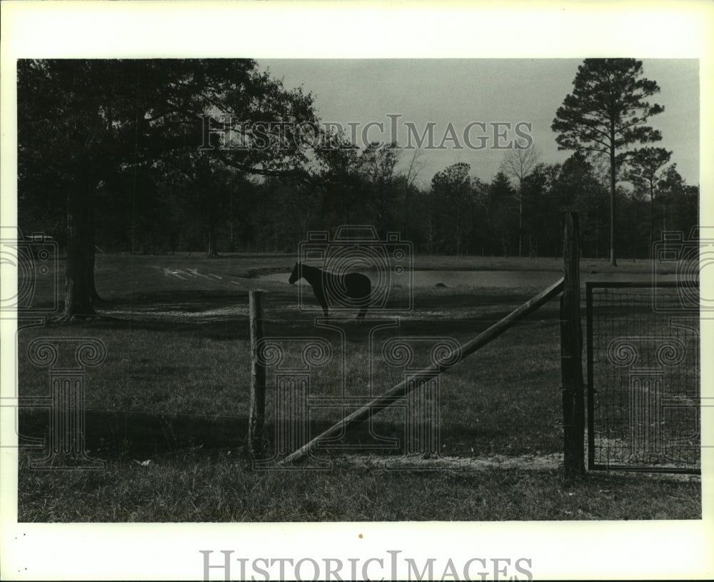 1986 Press Photo Horse in a pasture, Sims Chapel, Alabama- Historic Images