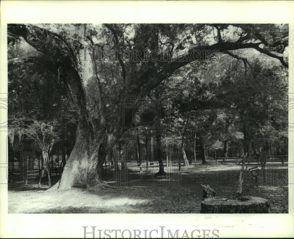 1981 Press Photo Old Tree Creates Shade in Park, Alabama- Historic Images