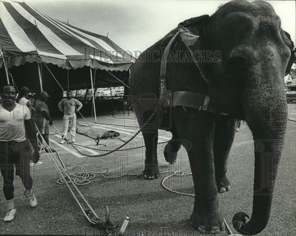 1989 Press Photo Circus elephant helping raise a tent, Alabama - amra09501- Historic Images