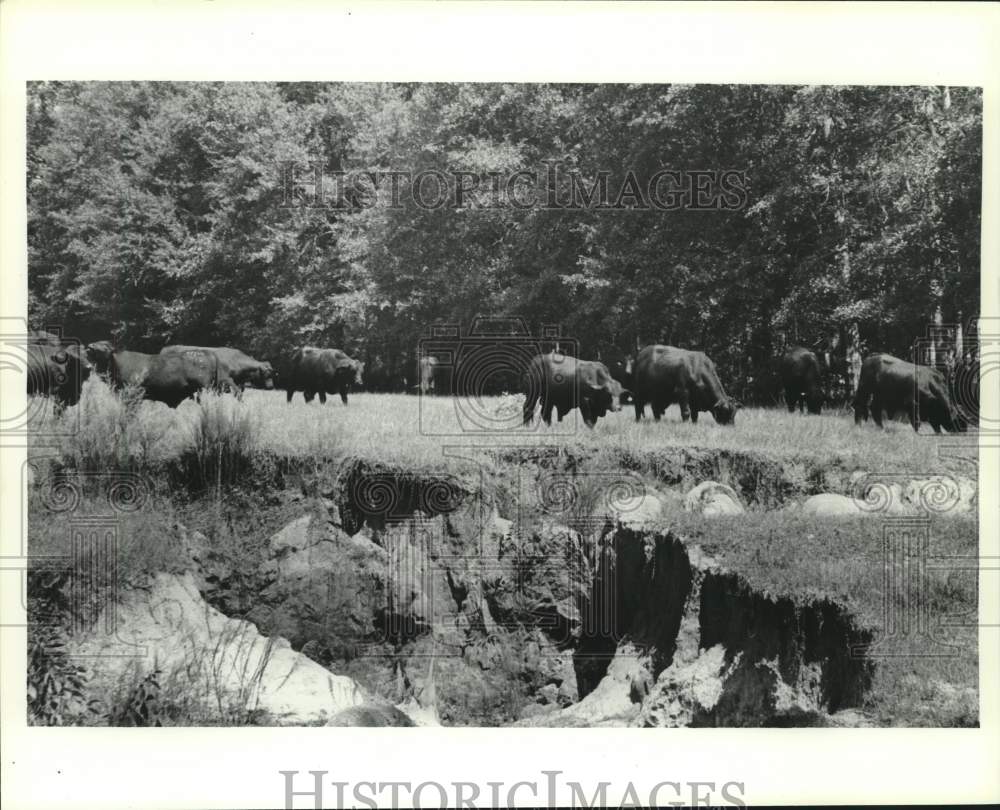 1987 Press Photo Bison Grazing in Kirkland, Alabama- Historic Images