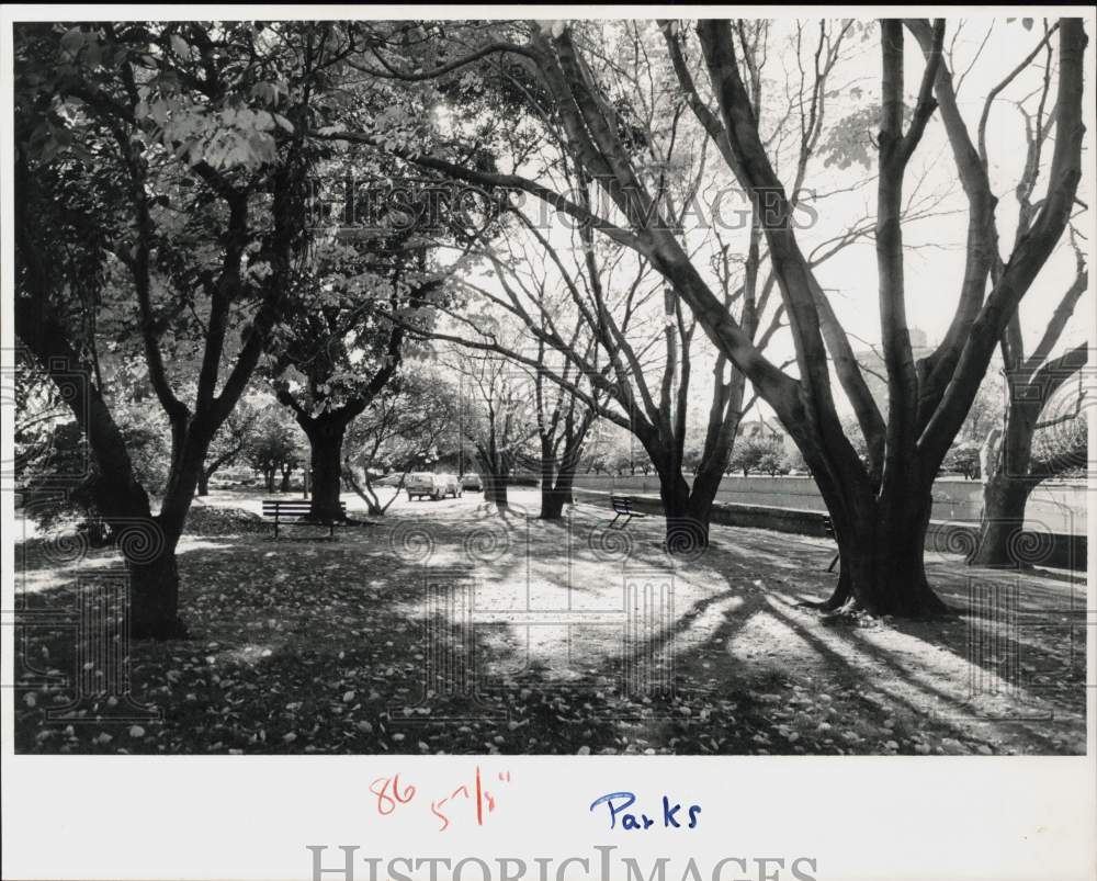 1988 Press Photo Trees along Mill River in Stamford, Connecticut - ctaa11218- Historic Images