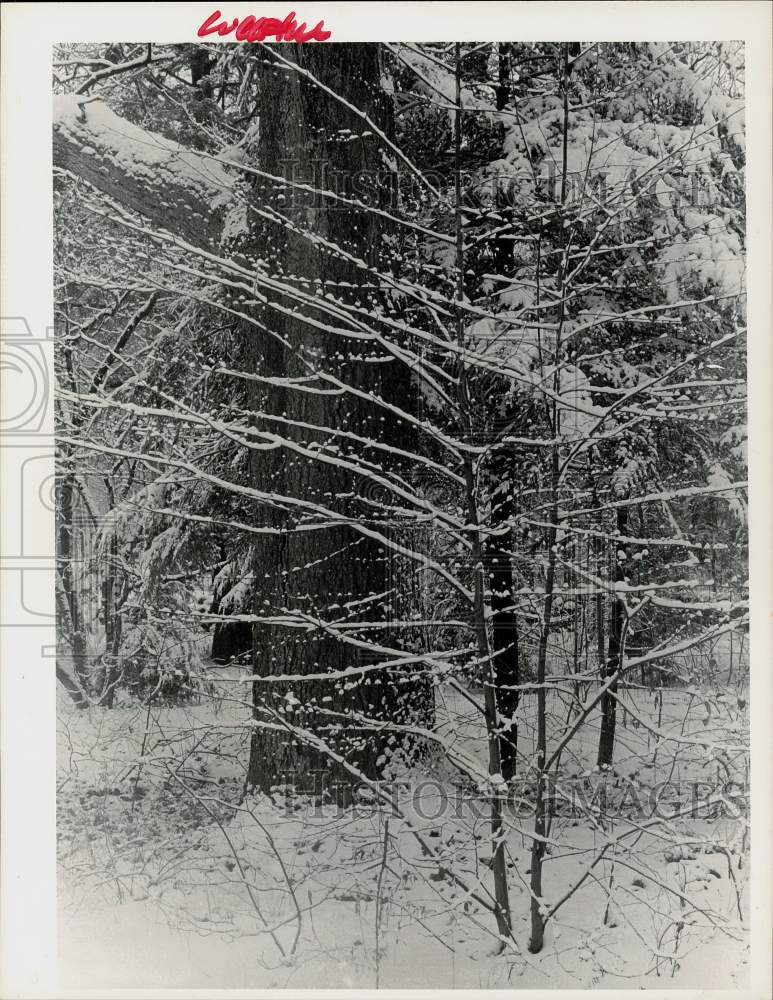 Press Photo Snow on Trees in Norwalk, Connecticut - ctaa16985- Historic Images