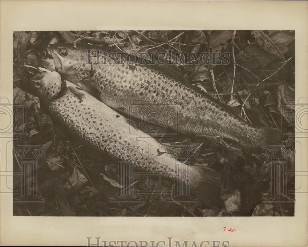 Press Photo Two Fish - ctaa18756- Historic Images