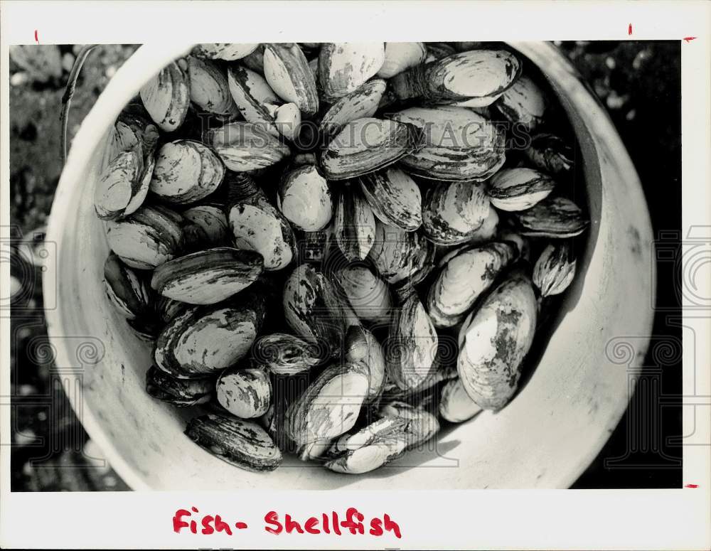 1987 Press Photo Bucket of Clams - ctaa19070- Historic Images