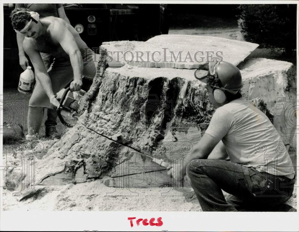 1988 Press Photo Bob Barker and Mark McEvoy cut Ash Tree Stump in Stamford- Historic Images